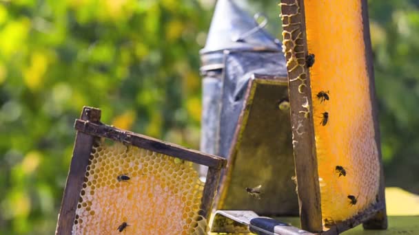 Včely na medových plástech s medem