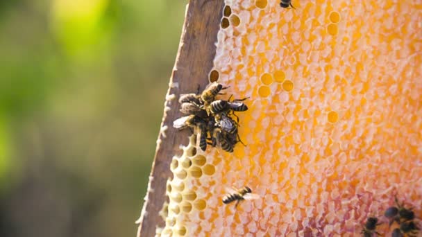 Bijen vullen honingraat met honingraat — Stockvideo
