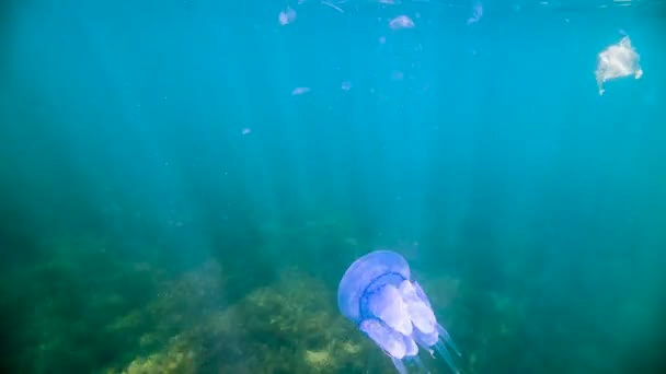 Grande méduse bleue sur l'eau — Video