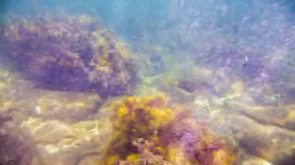 The seabed under the water — Stock Video