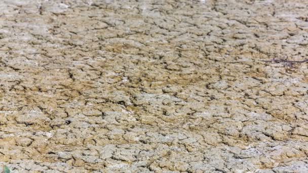 На поверхні бруду росте сухий кущ — стокове відео