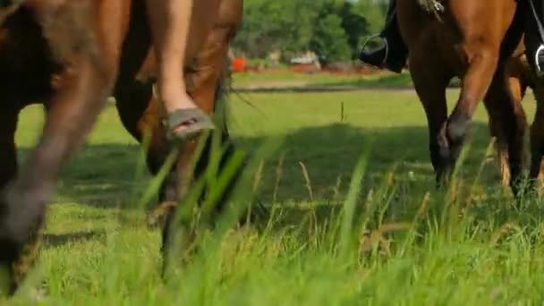 Yürüyen atların bacakları. — Stok video