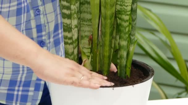 As mãos agarram o chão em um vaso de flores — Vídeo de Stock