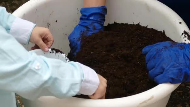 A nők és a gyerekek kezei megérintik a földet egy edényben. — Stock videók