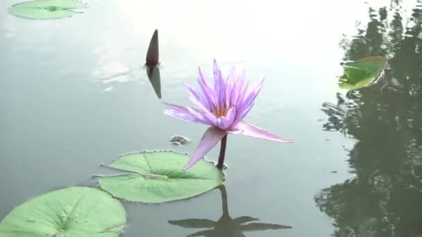 4K Hermosa lirios púrpura en agua Lily Flower.Lotus flor estanque paisaje con agua Lilly Tailandia . — Vídeos de Stock