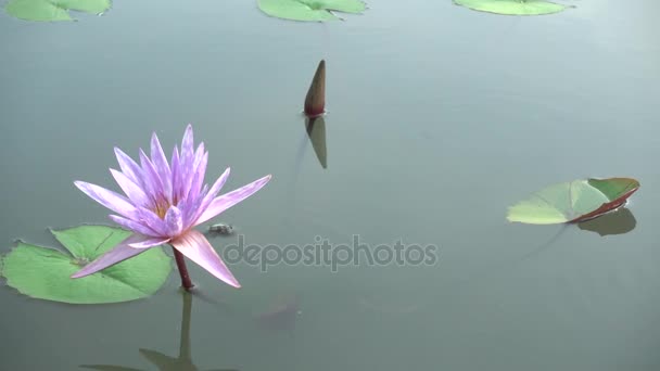 4 k krásné fialové lllies na vodu Water Lily Flower.Lotus Flower rybník krajina s vodou Lilly Thajsko. — Stock video