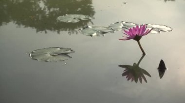 4 k güzel mor lllies üzerinde su nilüfer Flower.Lotus çiçek gölet sahne ile su Lilly Tayland.
