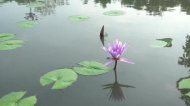 4 k güzel mor lllies üzerinde su nilüfer Flower.Lotus çiçek gölet sahne ile su Lilly Tayland.