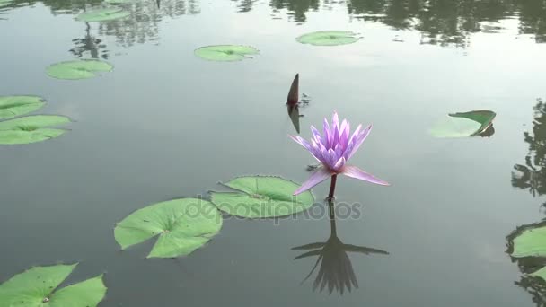 4K Beautiful Purple lLlies On Water Water Lily Flower.Lotus Flower Pond Scenery With Water Lilly Thailand. — Stock Video