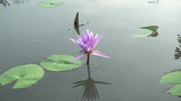 4k schöne lila Lillies auf Seerose flower.lotus Blume Teich Landschaft mit Seerose Thailand. — Stockvideo