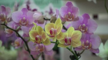 4 k yakın çekim pembe orkide çiçek Tayland
