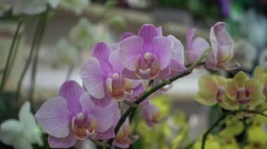 4 k yakın çekim pembe orkide çiçek Tayland