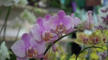4 k yakın çekim pembe orkide çiçek Tayland
