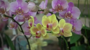 4 k yakın çekim pembe orkide çiçek Tayland