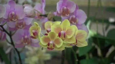 4 k yakın çekim pembe orkide çiçek Tayland