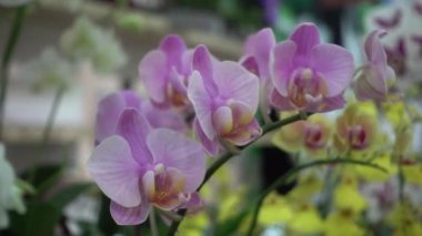 4 k yakın çekim pembe orkide çiçek Tayland