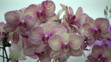 4 k yakın çekim pembe orkide çiçek Tayland
