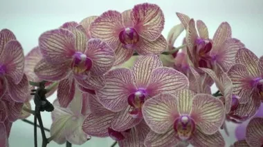 4 k yakın çekim pembe orkide çiçek Tayland