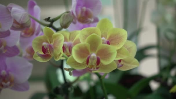 4K Close-up rosa flores de orquídea de th= — Vídeo de Stock