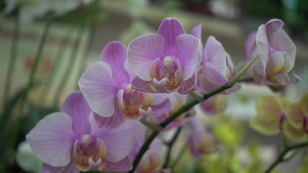 4k Nahaufnahme rosa Orchideenblüten aus Thailand — Stockvideo