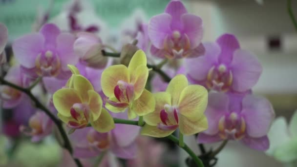 4 k közelről rózsaszín orchidea virágok, Thaiföld — Stock videók