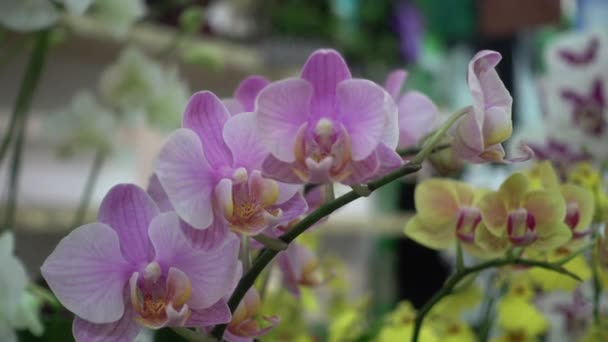 4 k közelről rózsaszín orchidea virágok, Thaiföld — Stock videók