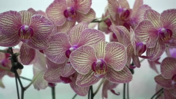 4K Close-up pink Orchid flowers of thailand — Stock Video