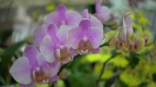 4K Close-up pink Orchid flowers of thailand — Stock Video