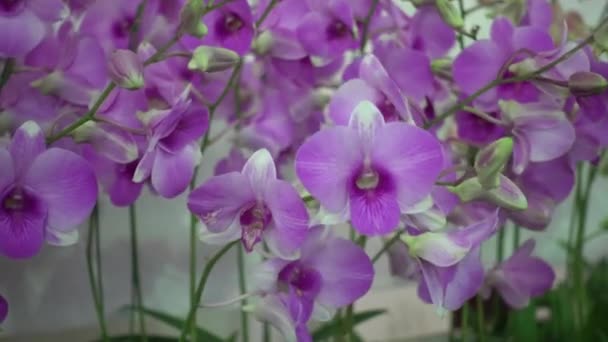 4 k zbliżenie różowe kwiaty Orchid Tajlandii — Wideo stockowe