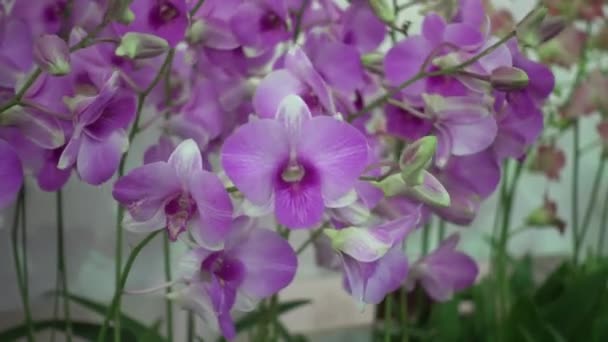 4 k zbliżenie różowe kwiaty Orchid Tajlandii — Wideo stockowe