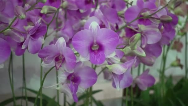 4K Décryptages rose Orchidée fleurs de thailand 