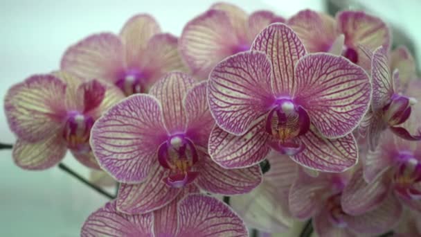 4K Primeros planos flores de orquídea rosa de Tailandia — Vídeo de stock