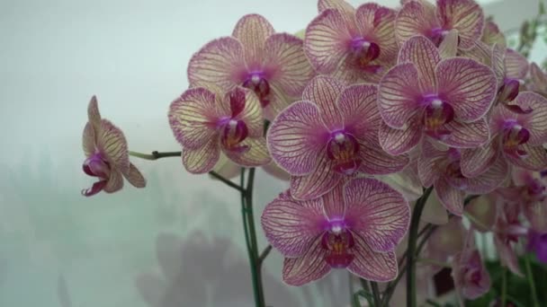 4k Nahaufnahme rosa Orchideenblüten aus Thailand — Stockvideo