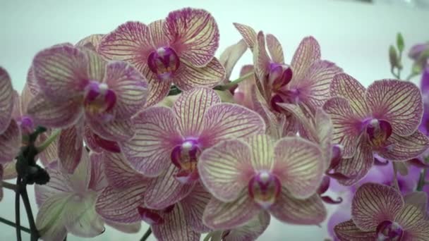 4K Primeros planos flores de orquídea rosa de Tailandia — Vídeos de Stock