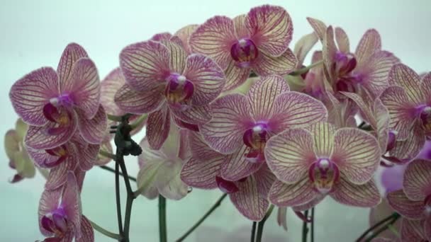 4 k närbild pink Orchid blommor Thailand — Stockvideo