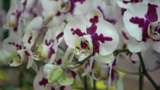 Fiori di orchidea rosa di primo piano 4K della Thailandia — Video Stock