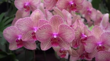 4 k yakın çekim pembe orkide çiçek Tayland