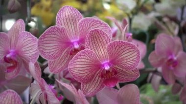 4 k yakın çekim pembe orkide çiçek Tayland