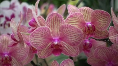 4 k yakın çekim pembe orkide çiçek Tayland