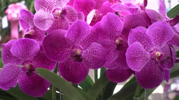 4 k közelről rózsaszín orchidea virágok, Thaiföld — Stock videók