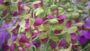 4 k yakın çekim pembe orkide çiçek Tayland