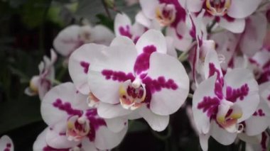 4 k yakın çekim pembe orkide çiçek Tayland
