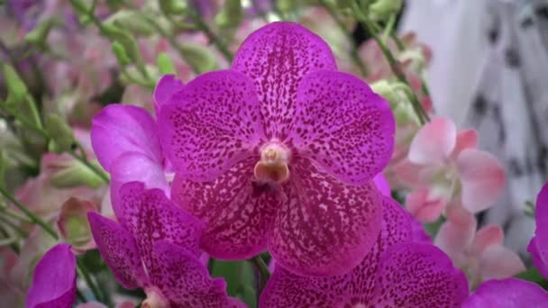 4K Close-up pink Orchid flowers of thailand — Stock Video