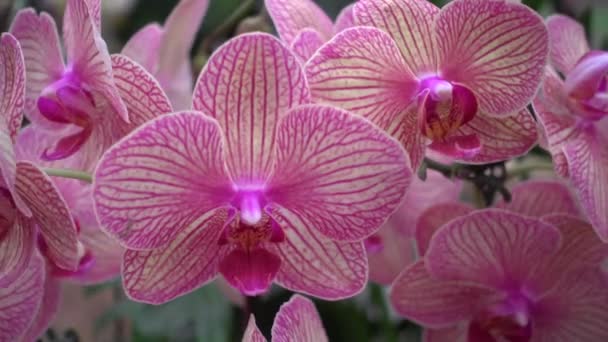 4K Primeros planos flores de orquídea rosa de Tailandia — Vídeos de Stock