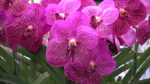4 k närbild pink Orchid blommor Thailand — Stockvideo