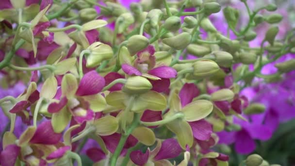 4 k クローズ アップ ピンク タイの蘭の花 — ストック動画