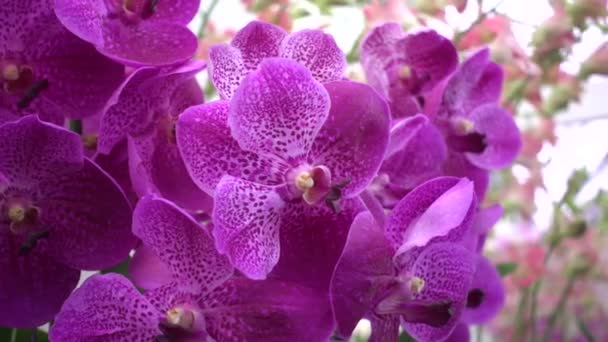 4K Primeros planos flores de orquídea rosa de Tailandia — Vídeo de stock