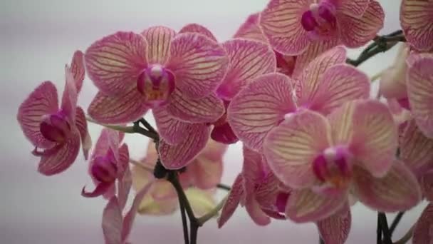 4 k 特写粉红色的泰国兰花花 — 图库视频影像