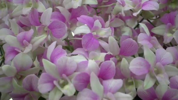 4K Close-up pink Orchid flowers of thailand — Stock Video