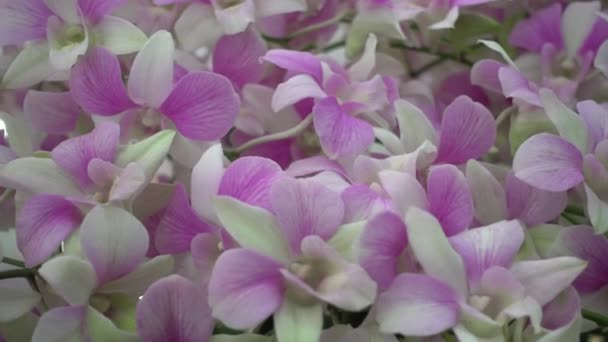 4 k クローズ アップ ピンク タイの蘭の花 — ストック動画